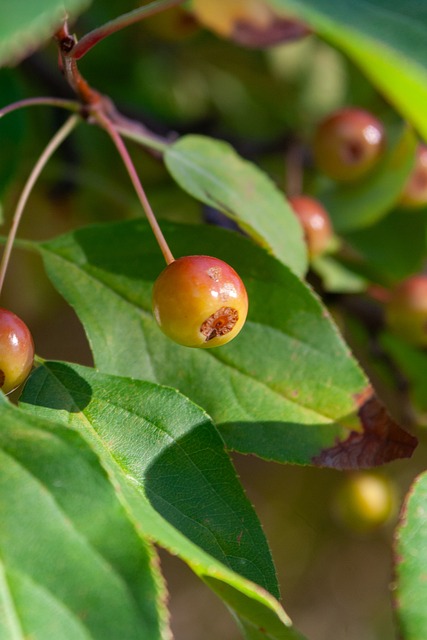 墨尔本联官方：伊利可以出战对阵36人，沃克缺席